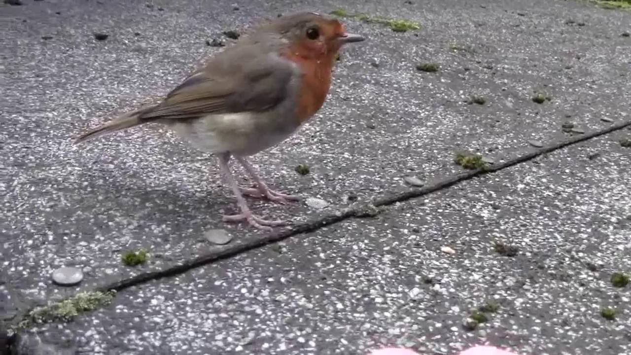 Pilchards in Tomato Sauce YouTube