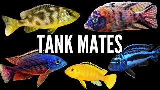 Top 5 Tank Mates for African Cichlids