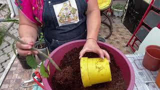 видео: Отделение воздушных отводок с прививками картинка: Отделение воздушных отводок с прививками