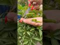 Fresh green Chillies from Terrace🏡🌶️🍀 #stressrelief #garden #relaxing #organic