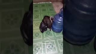 #cat #imut #funny #animals #kitten #cute #cute #pets #love