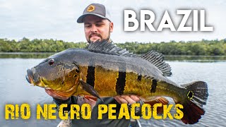 Brazil - The hunt for giant Rio Negro Peacocks