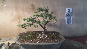$12 Juniper Bonsai - Nursery Stock to Bonsai