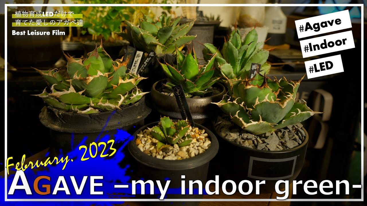 室内で植物LEDだけで育てた最高の『アガベ』たちと魅力的な鉢の紹介