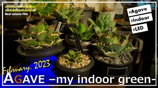 室内で植物LEDだけで育てた最高の『アガベ』たちと魅力的な鉢の紹介