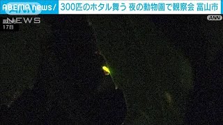 300匹のホタル舞う…夜の動物園で観察会　富山市(2023年6月17日)