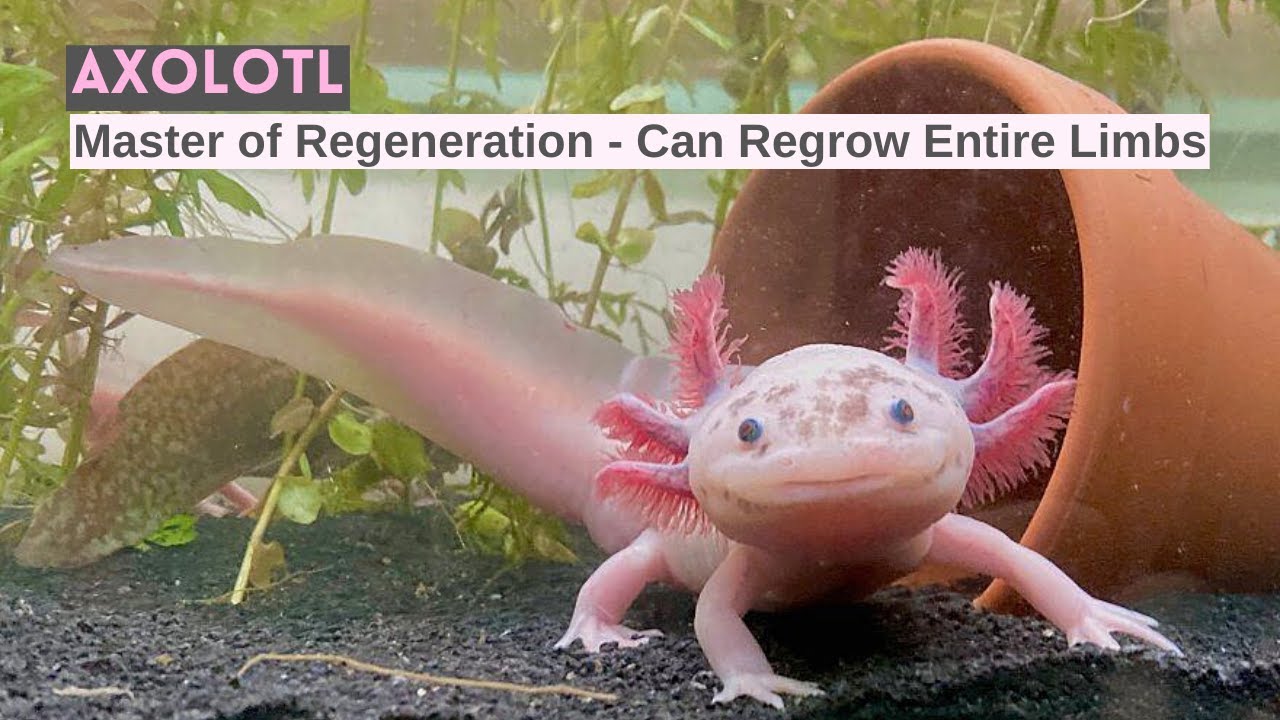 Amazing Facts About Axolotl: Nature's Cutest Amphibian | The Mexican ...