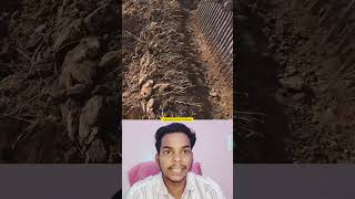 मुलेठी निकालने वाली अनोखी मशीन ! 😱 #shorts #farming