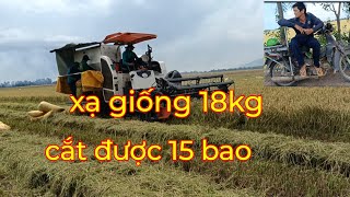 Lúa xạ giống 18kg công,thu hoạch được 15 bao công, giá lấy cọc 8100₫ kg