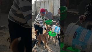 Feeding street dogs || Thank you for support 🙏  #feedinganimal