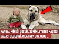 Kangal Köpeği Oğluna Öyle Bir Şey Yaptı ki, Adam Sebebini Anlayınca Şok Oldu