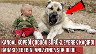 Kangal Köpeği Oğluna Öyle Bir Şey Yaptı ki, Adam Sebebini Anlayınca Şok Oldu