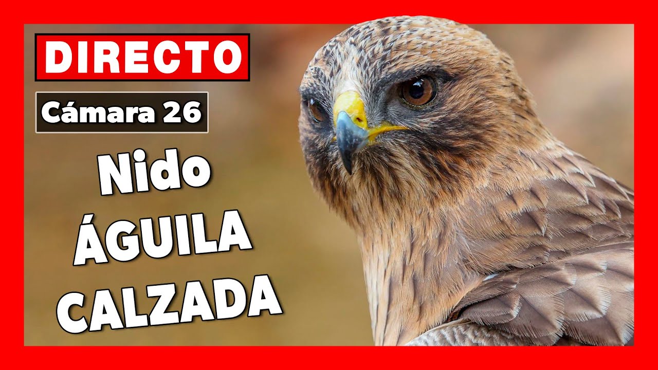 🔴 𝗡𝗜𝗗𝗢 ÁGUILA CALZADA  (Cámara 26 | Valladolid) 🔴 DIRECTO (Hieraaetus pennatus)