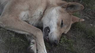 TG OUTDOORS  Wild Dog VS 338lap at 12yds