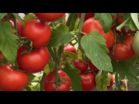 Как быстро убрать зуд от крапивы..