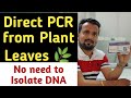 PCR directly from Plant Leaves- No need to Isolation of DNA-Part 1!
