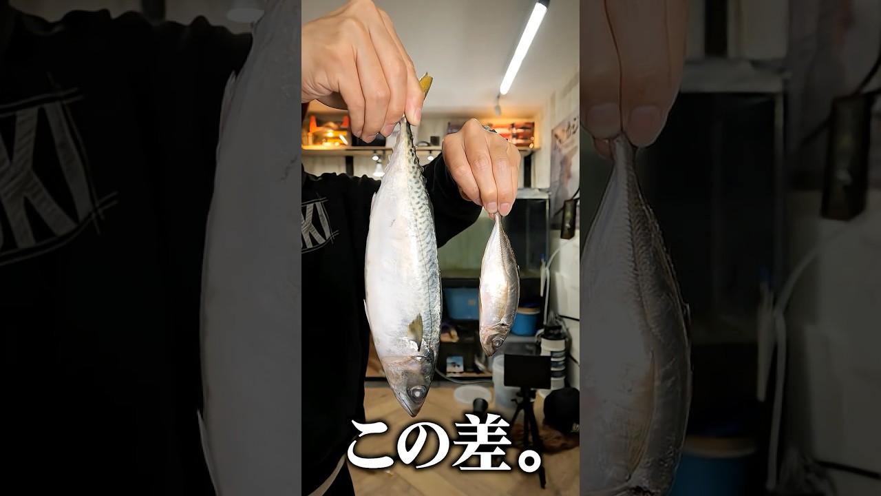 腹ペコ怪魚の餌やりで衝撃の事態に…