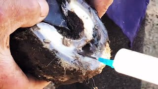 烂蹄冒水痛之入骨！ 瘸驴3条腿走路，疼的站立不稳一碰就倒，病灶上下通透脚腕肿