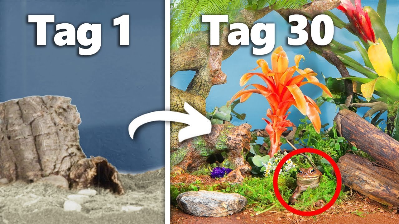 Einen Regenwald 30 Tage Lang Simulieren