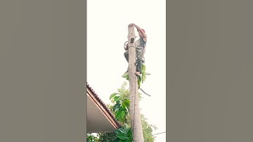 woodcutter skills, tree felling skill techniques #shortvideo #treecutting #chainsawman