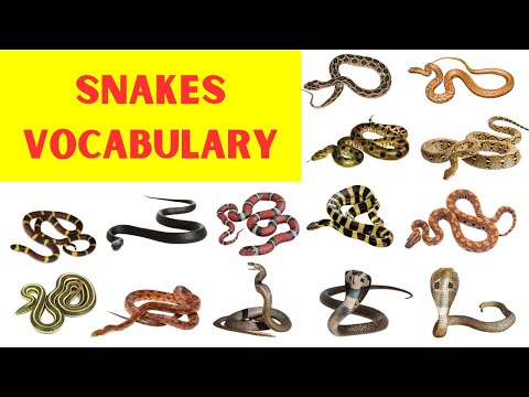 Video: Types and name of snakes, photo