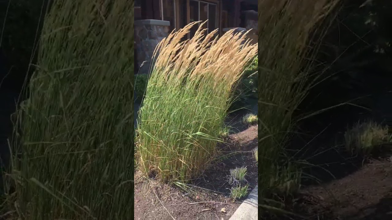 Calamagrostis 'Karl Foerster'