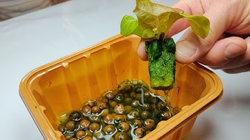 Algae Prevention - Hydroponics