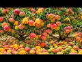 Easy and fast techniques on how to grow and propagate mango trees #garden #diy #garden