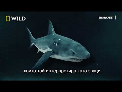 Видео: Сапунът, който може да спаси акулите от изчезване