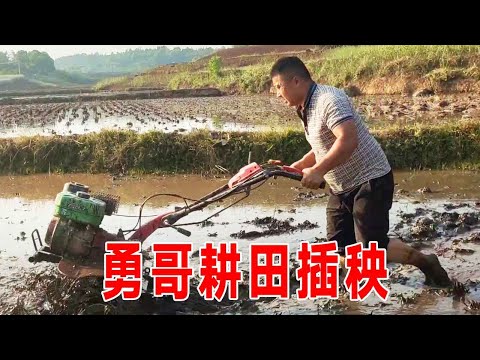 农忙时节快到了，田地干旱，水库放水勇哥赶紧耕田插秧！【乡野勇哥】