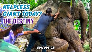 Tears & Triumph | The Emotional End of giant wild elephant Rescue Mission.  Episode 02.