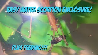 Easy Water Scorpion Enclosure! Plus Feeding!