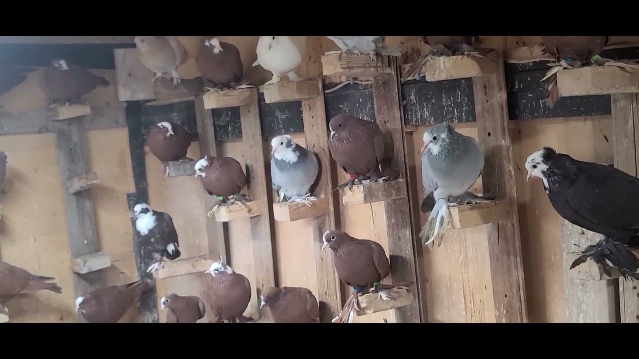 المتابعين خلي يسمعون اسمائهم 🤪🤪🤪🤪وعدنا منوع حلو اخر الفيديو. 🤔🤔🤔🤔