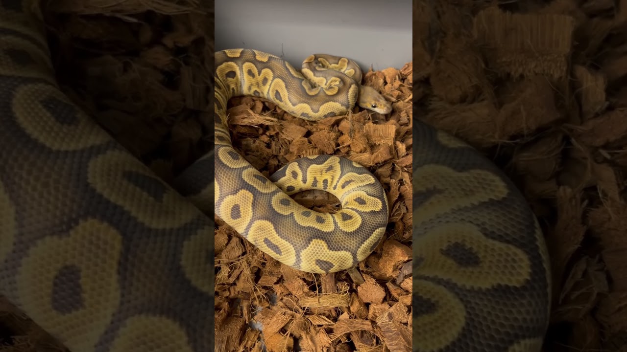 Samiczka Ghi Clown #pyton #ballpython #snakes