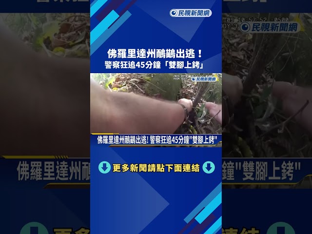 佛羅里達州鴯鶓出逃！ 警察狂追45分鐘「雙腳上銬」－民視新聞