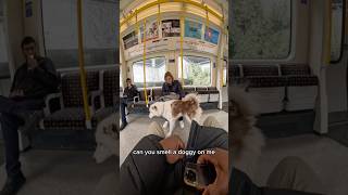 Train interactions with my dog!! #doglover #viral #fyp #petshub #subwaytrain #pets #tube #violasnow