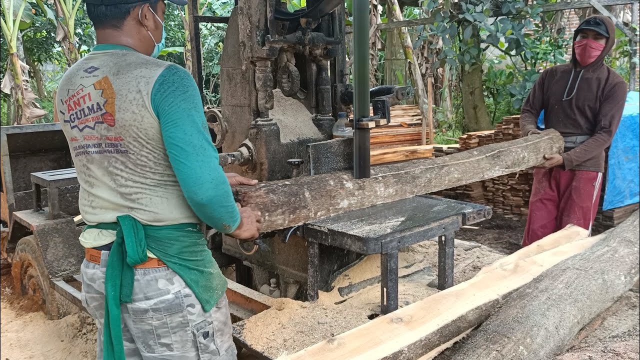 operator profesional bandsaw28 menggergaji kayu akasia 