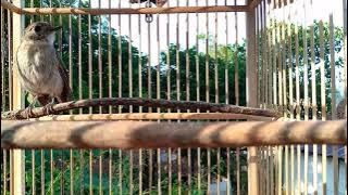 Srdc bahan harus pake ini...pancingan srdc ampuh..pasti langsung nyaut bongkar isian