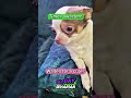 Times Awaisten! cute puppy dog video #cutepuppy #Chihuahua #cutedog #funnydogvideos #cutepet