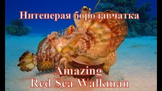 Нитеперая бородавчатка/Amazing Red Sea Walkman