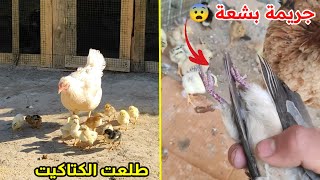 الدجاجة كاتلة حمامة وتاكل بيهة 😱 كمل تفقيس اخت وكوحي