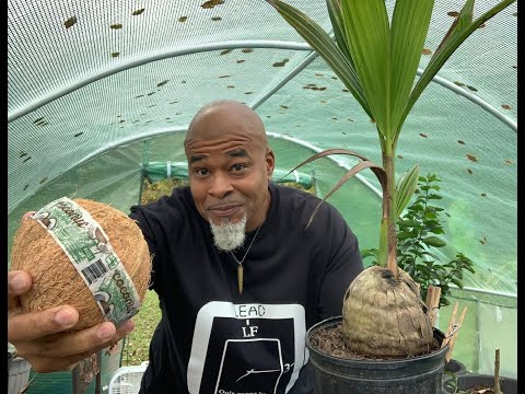 Grow a coconut palm from a store bought coconut 🌴 🥥