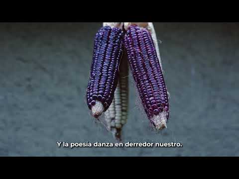 El maíz - Centro de Cultura Alimentaria