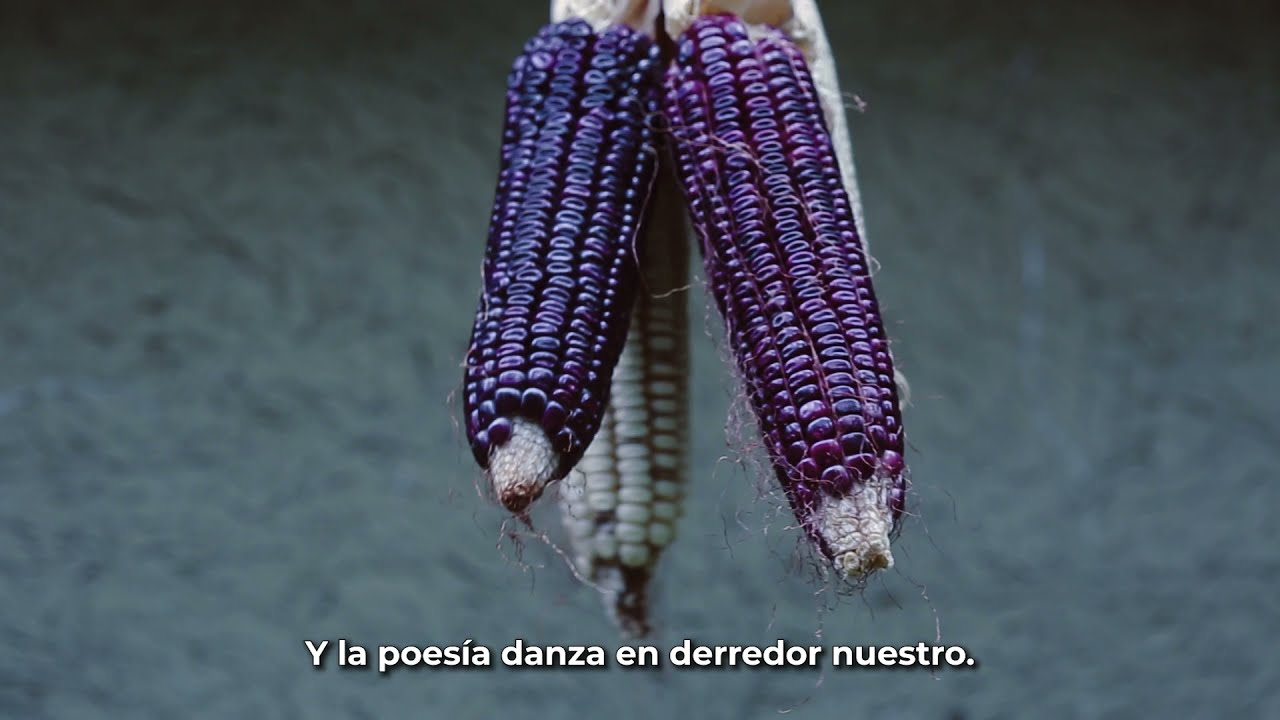 El maíz - Centro de Cultura Alimentaria