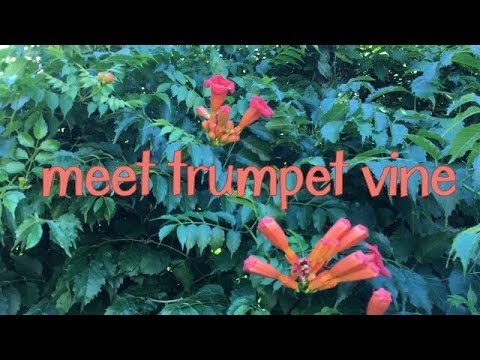 Video: Trumpet Vine Blooming - Làm gì để Trumpet Vine Không nở