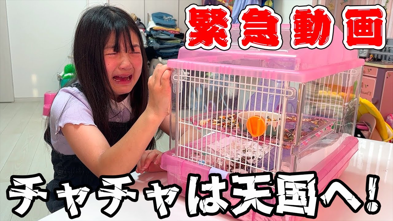 は ね まり チャンネル