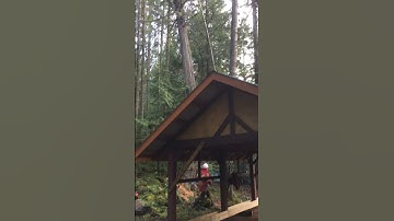 Large cedar hang up barber chair potential Tree felling fallers Large danger tree  #treeclimber
