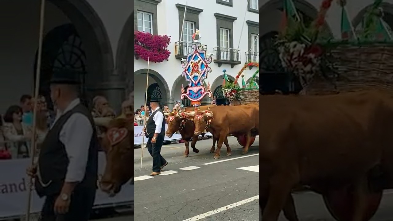 🎥 “Azorean Traditions – Ramo Grande | Festas do Espírito Santo 🇵🇹”