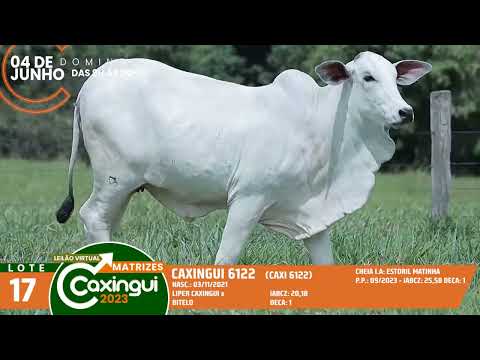 LOTE 17   CAXI 6122