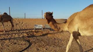 Camel Almost Tramples Dad